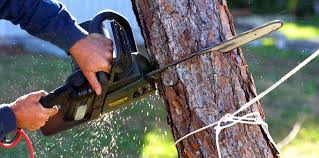 Best Tree Cabling and Bracing  in Gaylord, MN